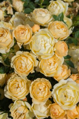 Çiçek arkaplanı gibi güzel renkli güller açıyor.