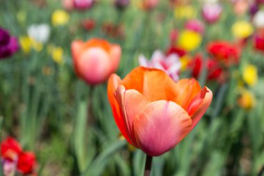 İlkbaharda doğada çeşitli renklerde laleler