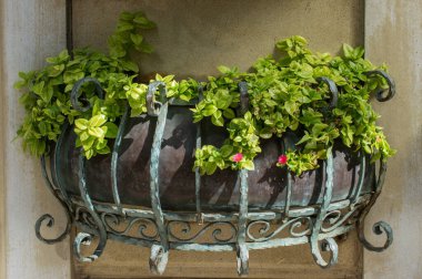 İçinde güzel çiçekler olan saksı.