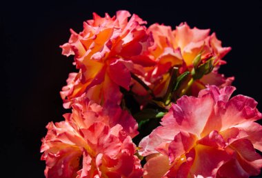 Siyah arkaplanı olan güzel bir gül