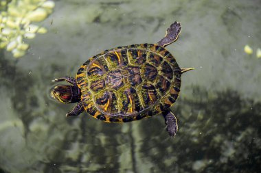 Lonely turtle found by the lake in nature clipart