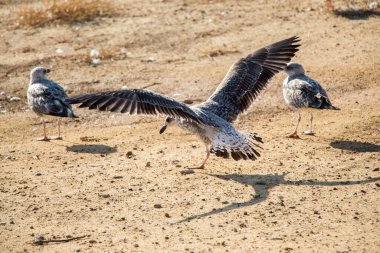 Kahverengi topraklı martılar yerde.