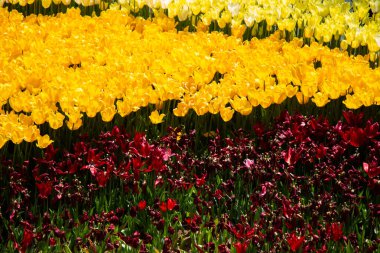 Çiçek açan laleler çiçeklerin arka planında