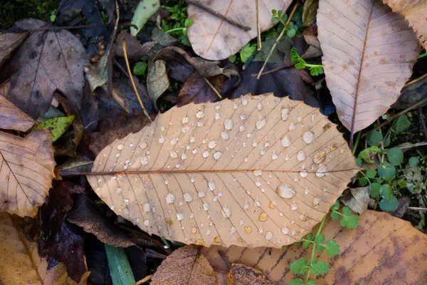 stock image Beautiful dry leaves on as an autumn background