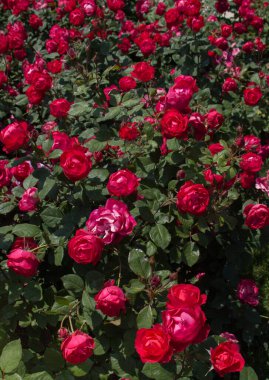 Bahar bahçesinde çiçek açan güzel güller