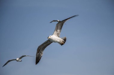 Arka plan olarak gökyüzünde uçan martılar