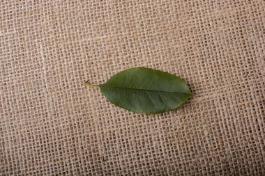 Yeşil yaprak kahverengi keten tuval zemin üzerine