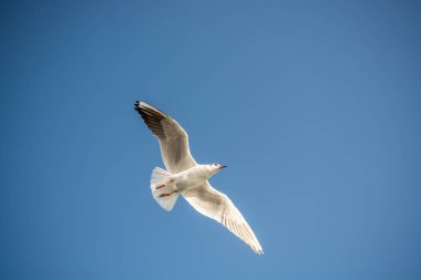 Mavi arka planda uçan tek bir martı.