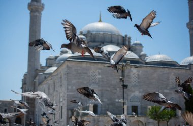 Güzel güvercin kuşları, şehir güvercinleri şehir ortamında yaşıyor.