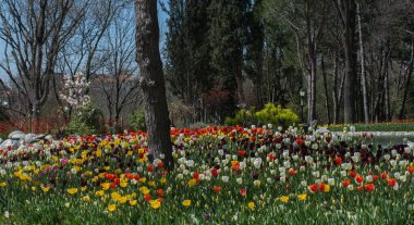 Kartpostal güzelliği tasarımı için güzel laleler.