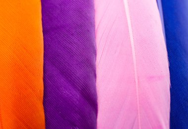 Renkli kuş tüylerinin doku arkaplanı olarak stüdyo fotoğrafı