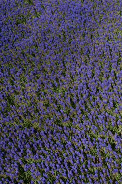 Çiçekler çiçek arkaplan dokusunu oluşturur