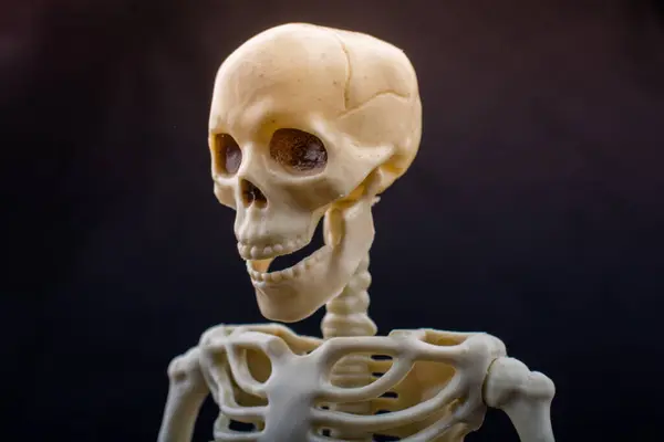 stock image Human skeleton skull model  for anatomy science.  Medical clinic concept.