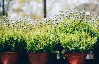 İçinde güzel çiçekler olan saksı.