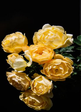 Siyah arkaplanı olan güzel bir gül