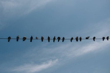 Güvercin kuşları mavi gökyüzü arkaplanlı tellerin üzerine tünediler.