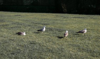 Deniz kenarındaki güzel kuş martılar yeşil çimenlerin üzerinde