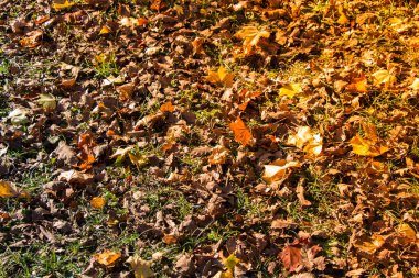 Arka plan için sonbahar yaprakları dokusu. Yaprak arkaplan dokusu