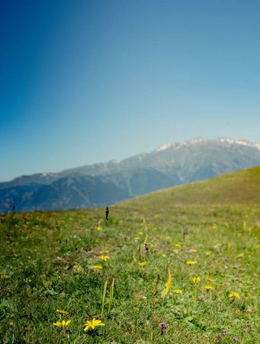 Artvin Dağlık Bölgesi 'nde güzel, renkli, yabani çiçekler açıyor.