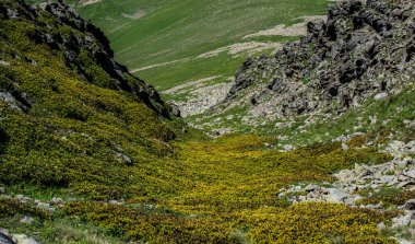 Türkiye 'nin Artvin kentindeki yaylada yeşil çimen