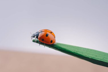 Tahta bir sopa üzerinde yürüme kırmızı uğur böceği güzel fotoğraf