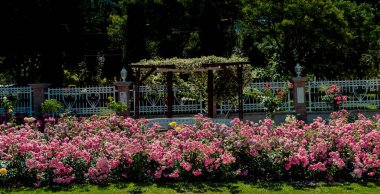 Gül bahçesinde güzel renkli güller