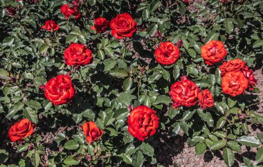 Bahçenin arka planında çiçek açan güzel renkli güller.