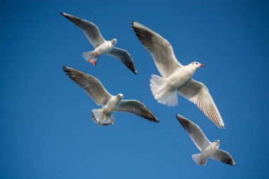 Bir çift martı gökyüzünde mavi bir zemin üzerinde uçuyor.