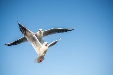 Bir çift martı gökyüzünde mavi bir zemin üzerinde uçuyor.