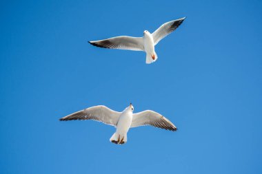 Gökyüzünde uçan bir çift martı.