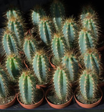 Küçük bir tencerede renkli bir kaktüs bitkisi