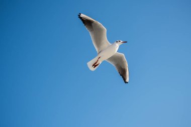 Mavi arka planda uçan tek bir martı.