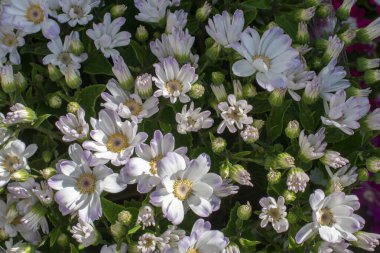 Çiçekler çiçek arkaplan dokusunu oluşturur
