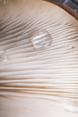 İstiridye mantarı ya da Pleurotus ostreatus kolayca ekilmiş mantar.