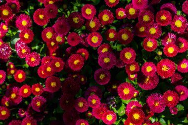 Renkli bir arkaplan olarak açan bahar çiçekleri