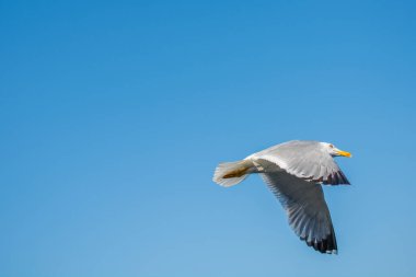 Arka plan olarak mavi gökyüzünde uçan tek bir martı.