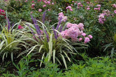 Doğada güzel taze çiçekler