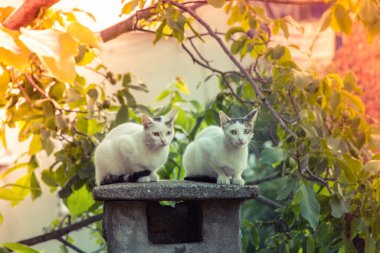 Sevimli kedinin evcil hayvan görüntüsü.