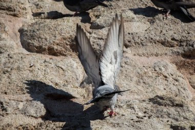 Tek güvercin kayanın üstünde oturuyor.