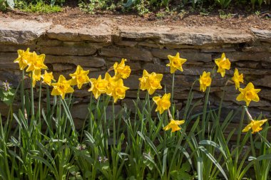 Arka plan olarak güzel taze çiçekler