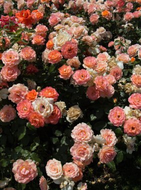 Çiçek arkaplanı gibi güzel renkli güller açıyor.