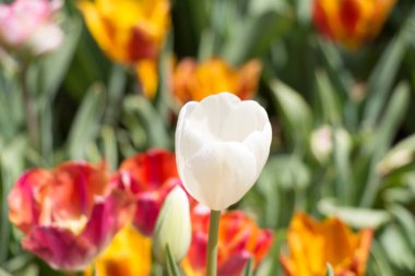 Bahar bahçesinde renkli lale çiçekleri açıyor.