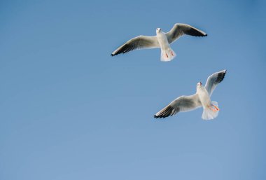 Gökyüzünde uçan bir çift martı.