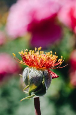 Baharda bahçede yapraksız gül çiçeği