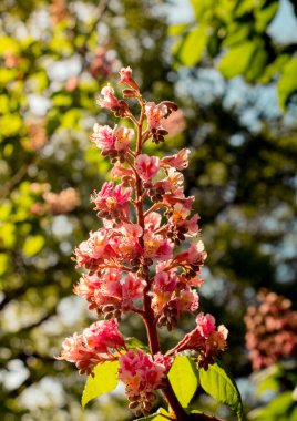 Renkli çiçekler baharda ağaçlarda açar.