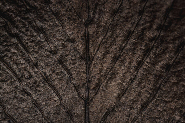 Макропредставление текстуры сухих листьев
