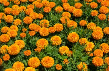 Çiçek açan güzel renkli taze doğal çiçekler.