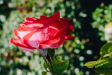 Bahçenin arka planında çiçek açan güzel renkli bir gül.