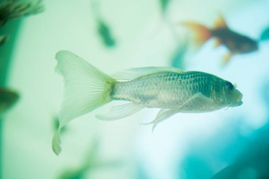 Akvaryumda yüzen renkli balıklar