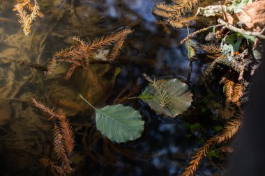 Arka plan için sonbahar yaprakları dokusu. Yaprak arkaplan dokusu
